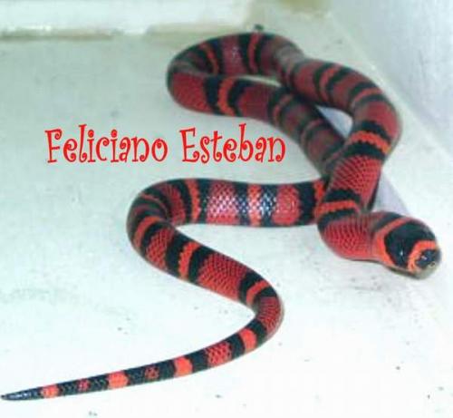 Fotos menos valoradas » Foto de Feliciano - Galería: Lampropeltis - Fotografía: Lampropeltis trian