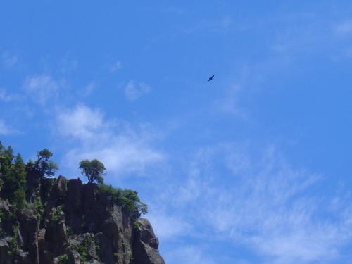 Fotografías mas votadas » Autor:  - Galería: MAJESTUOSIDAD DE NATURA - Fotografía: Cndor en las altu