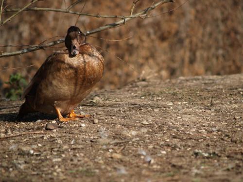 Fotos menos valoradas » Foto de Marco Antonio Pereira Fernandes - Galería: Ellos y ellas son todo - Fotografía: nade hembra