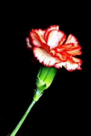 Fotos menos valoradas » Foto de Ross - Galería: Flores en Show - Fotografía: Clavel 1