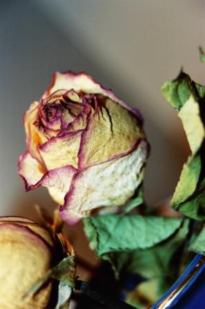 Fotos menos valoradas » Foto de Ross - Galería: Flores en Show - Fotografía: Rosa 1
