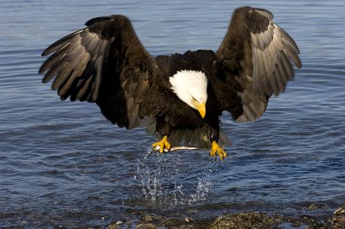 Fotos mas valoradas » Foto de Iaki Relanzon - Galería: Vida salvaje - Fotografía: Agila Calva Americ