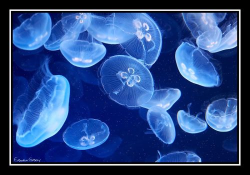 Fotos menos valoradas » Foto de Erwan Grey - Galería: Erwan Grey (Fauna) - Fotografía: 