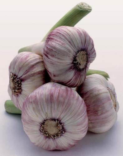 Fotografías mas votadas » Autor: Amit Katzir - Galería: Amit Katzir - Fotografía: Ajo