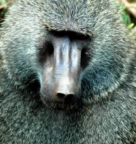 Fotografías mas votadas » Autor: Joan Teixido - Galería: Bestias - Fotografía: el pensador