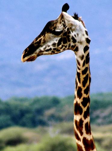 Fotografías mas votadas » Autor: Joan Teixido - Galería: Bestias - Fotografía: Cuello eterno