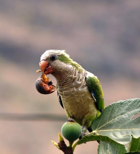 Fotos menos valoradas » Foto de Bravo Tango Alfa - Galería: La galera de Antonio Estevez - Fotografía:  QUE RICO ESTA E