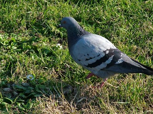 Fotografías mas votadas » Autor: Nina Saroz - Galería: nina - Fotografía: volar