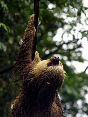 Fotos menos valoradas » Foto de junagore - Galería: Fauna - Fotografía: Perezoso