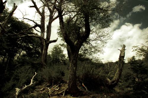 Fotos menos valoradas » Foto de TOTO ALVAREZ - Galería: Ms guios de Toto - Fotografía: bosque