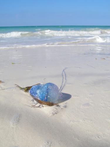 Fotos mas valoradas » Foto de Jose A. - Galería: Viajes - Fotografía: Barquito Portugues