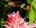 Foto galera: colibr
