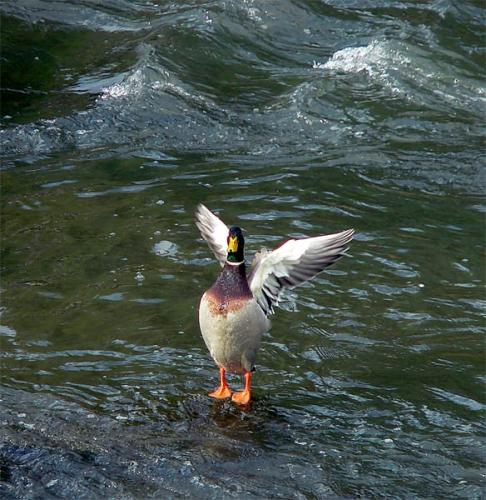 Fotos mas valoradas » Foto de tomaneg - Galería: naturaleza - Fotografía: sacando pecho