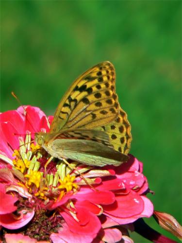 Fotos menos valoradas » Foto de alg - Galería: Naturaleza 3 - Fotografía: MARIPOSA 7