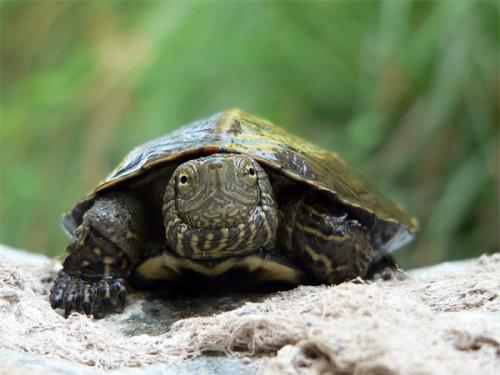 Fotos mas valoradas » Foto de alg - Galería: Naturaleza 3 - Fotografía: GALAPAGO