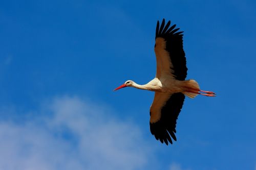 Fotos menos valoradas » Foto de Diego Sarmiento - Galería: Aves de Espaa - Fotografía: Ciguena Blanca