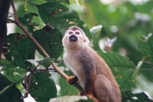 Fotos menos valoradas » Foto de jason Acero - Galería: Amazonas 1 - Fotografía: Mico Ardilla