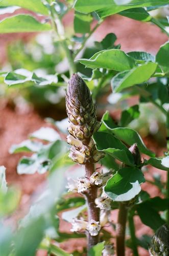 Fotos menos valoradas » Foto de montalbeo - Galería: PRIMAVERA EN MI CASA - Fotografía: Entre las habas