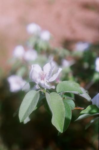 Fotos menos valoradas » Foto de montalbeo - Galería: PRIMAVERA EN MI CASA - Fotografía: flor del membrillo
