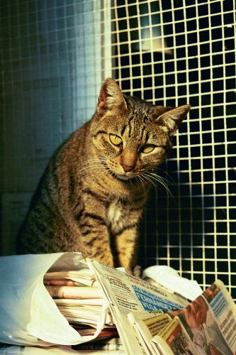 Fotos menos valoradas » Foto de jason Acero - Galería: Gatos - Fotografía: Gato periodico