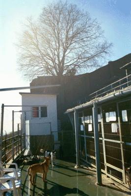 Fotos menos valoradas » Foto de jason Acero - Galería: Gatos - Fotografía: Liga Protectora de