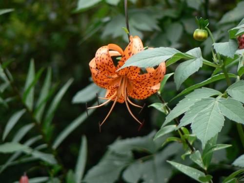 Fotos mas valoradas » Foto de Nicolas A - Galería: Paisajes / Macro - Fotografía: Flor