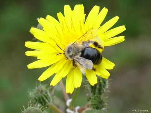 Fotos menos valoradas » Foto de J.Carmona - Galería: Vida Natural - Fotografía: Come de mi y repar