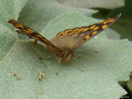 Fotos menos valoradas » Foto de J.Carmona - Galería: Vida Natural - Fotografía: Posada