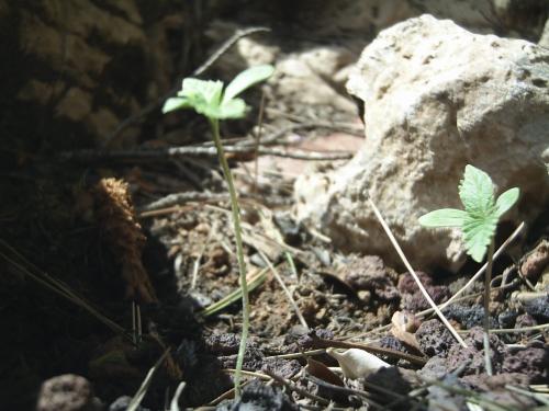 Fotos menos valoradas » Foto de Erik - Galería: plantas marihuana - Fotografía: Preciosa