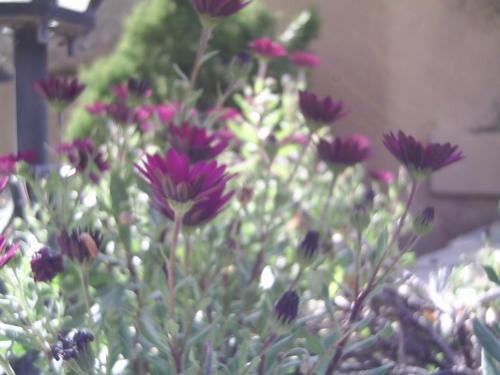 Fotos menos valoradas &raquo; Foto de Erik - Galer&iacute;a: Flores - Fotograf&iacute;a: Flor purpura