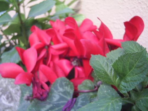 Fotos menos valoradas &raquo; Foto de Erik - Galer&iacute;a: Flores - Fotograf&iacute;a: Flor roja 2