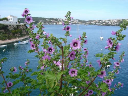 Fotografías mas votadas » Autor: gertru - Galería: Rincones de Menorca - Fotografía:  