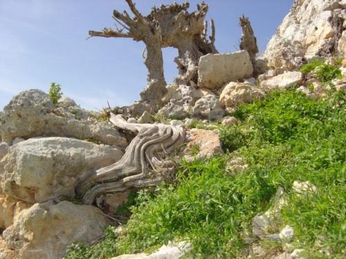 Fotos menos valoradas » Foto de gertru - Galería: Rincones de Menorca - Fotografía: 