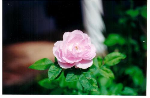 Fotos mas valoradas » Foto de treslilas - Galería: flores y hojas - Fotografía: ROSA ROSA