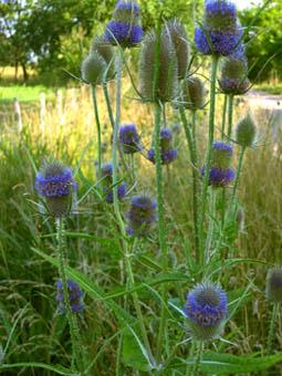 Fotos menos valoradas &raquo; Foto de barenting - Galer&iacute;a: Caminos de la Provincia de Buenos Aires - Fotograf&iacute;a: Camino detras de u