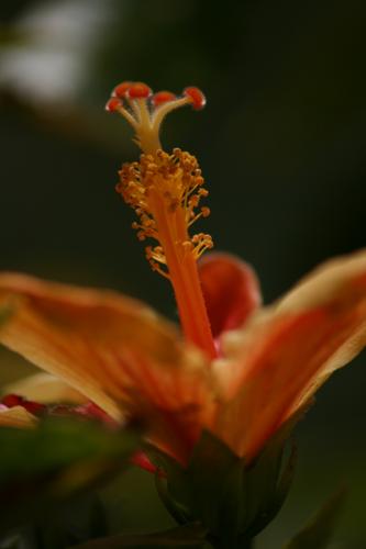 Fotos mas valoradas » Foto de ivanescense - Galería: color natural - Fotografía: Naranja Natural