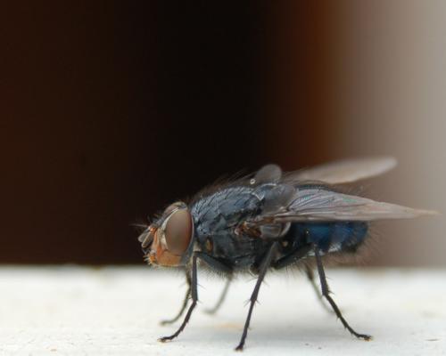 Fotos menos valoradas » Foto de paharo - Galería: lineas, planos, vistas, puntos - Fotografía: mosca