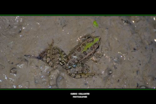 Fotos menos valoradas » Foto de La Oveja Enamorada - Galería: Naturaleza 2009 - Fotografía: 