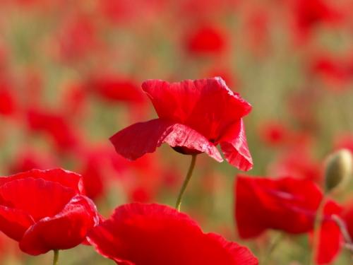 Fotos mas valoradas » Foto de alegria - Galería: PAISAJES - Fotografía: roselles