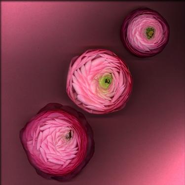 Fotografías mas votadas » Autor: MAMEN MARI FOTOGRAFA - Galería: TEXTURAS - Fotografía: 