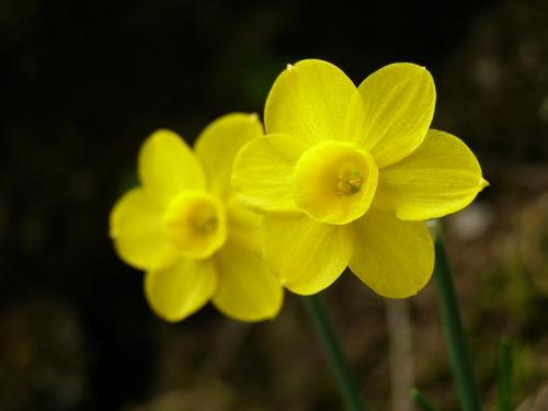 Fotos menos valoradas » Foto de espadas a - Galería: Mnimas - Fotografía: 