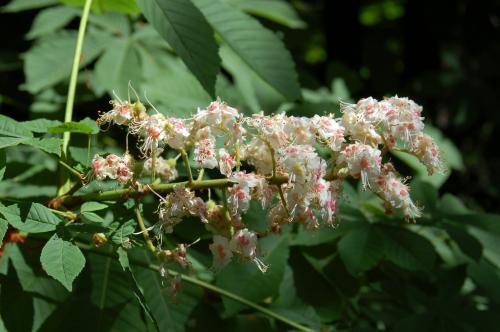 Fotos menos valoradas » Foto de Damian - Galería: Naturaleza - Fotografía: Primavera