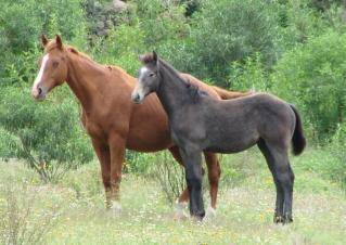 Fotos mas valoradas » Foto de Mercado Ecuestre - Galería: CABALLOS - Fotografía: YEGUA Y POTRILLO