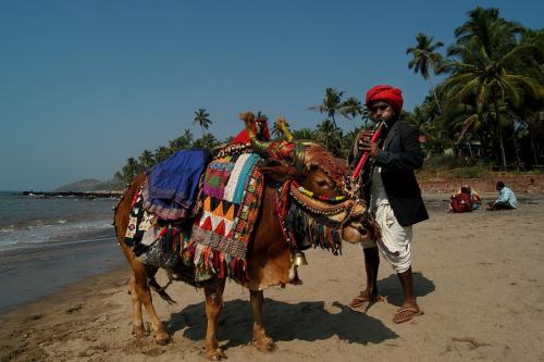 Fotografías mas votadas » Autor: Llibert Teixid - Galería: Regin de Goa - India - Fotografía: La Vaca de Anjuna