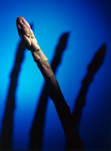 Fotos menos valoradas » Foto de E S fotografia - Galería: E & S FOTOGRAFIA  galeria 1  Bodegones - Fotografía: esparrago