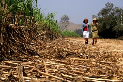 Fotos menos valoradas » Foto de Erick Renato Lian Sanchez - Galería: Kids Made Here - Fotografía: 