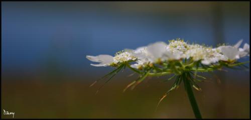 Fotos menos valoradas &raquo; Foto de Daniel Maestre - Galer&iacute;a: Jos� Tor�n - Fotograf&iacute;a: Flor