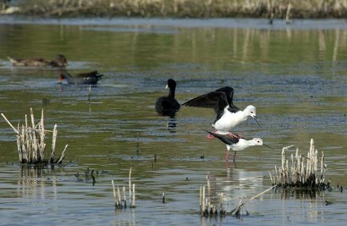 Fotos mas valoradas » Foto de avesnatureza - Galería: aves e natureza - Fotografía: pernilongo