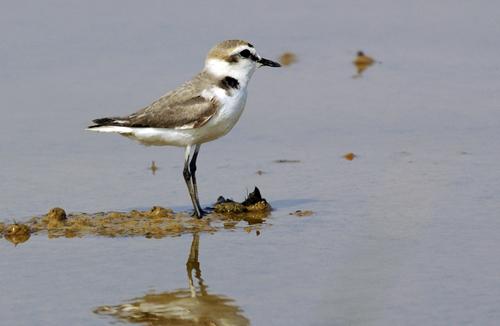 Fotos menos valoradas » Foto de avesnatureza - Galería: aves e natureza - Fotografía: borrelho