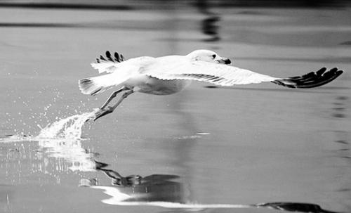 Fotografías mas votadas » Autor: Gustavo Hochman - Galería: Monocromo - Fotografía: 